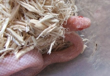 Hypo Opal