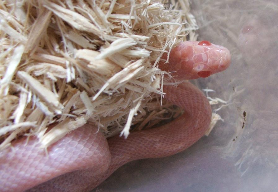 Hypo Opal