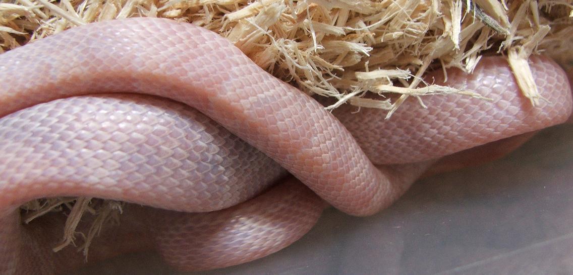 Hypo Opal
