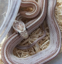 Ghost Motley-Pinstripe
