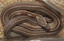 Ghost Motley Pinstripe