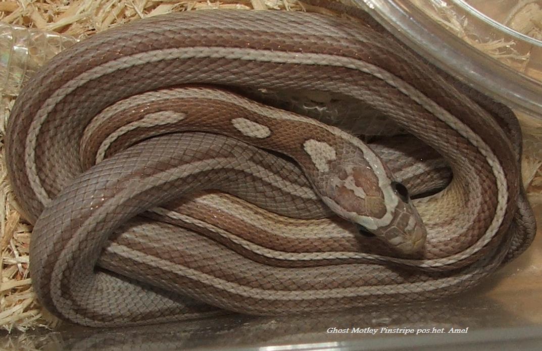 Ghost Motley Pinstripe