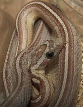 Ghost Motley Pinstripe