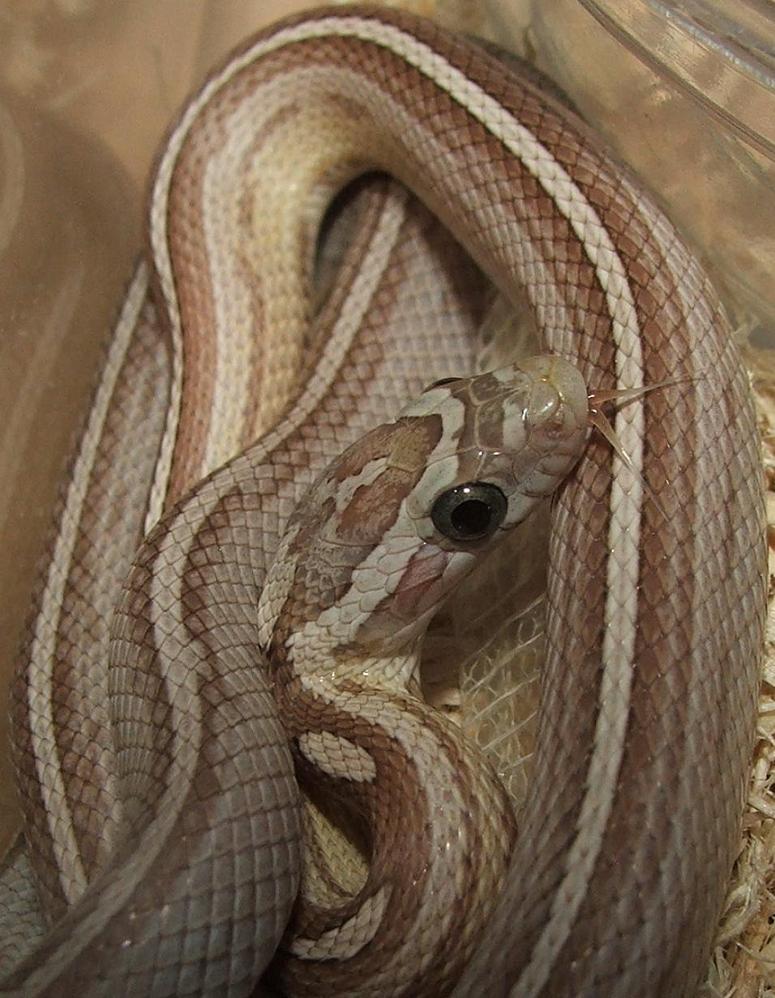 Ghost Motley Pinstripe