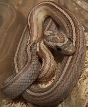 Ghost Motley Pinstripe