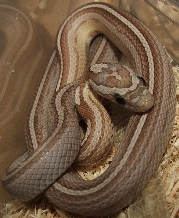 Ghost Motley Pinstripe