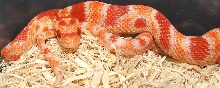 Banded Flourescent Amel