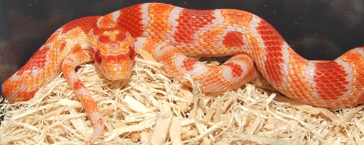 Banded Flourescent Amel