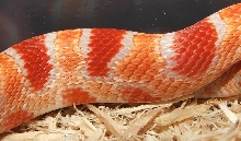 Banded Flourescent Amel