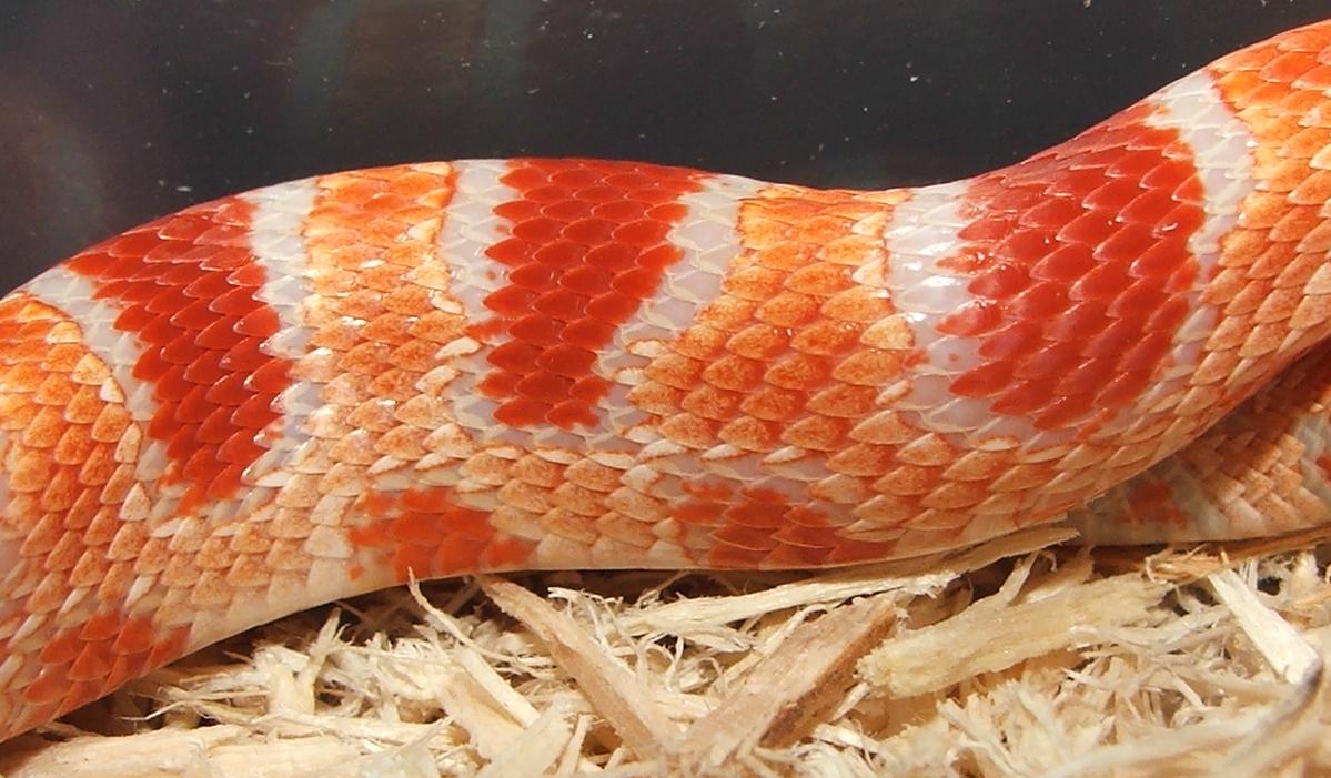 Banded Flourescent Amel