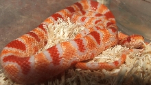 Banded Flourescent Amel