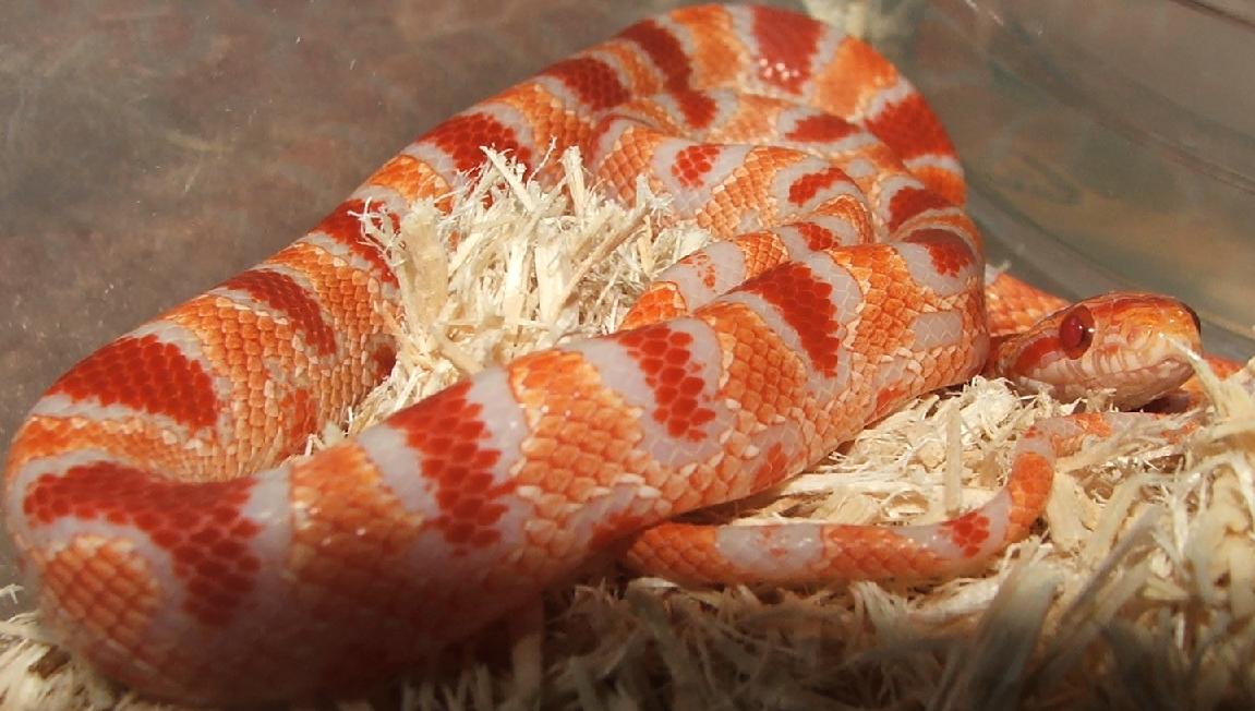 Banded Flourescent Amel