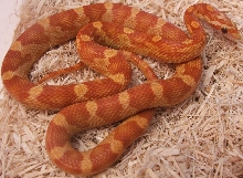 Ultramel Motley het Caramel Stripe