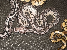 Axanthic Clown