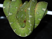 bokondini x Wamena