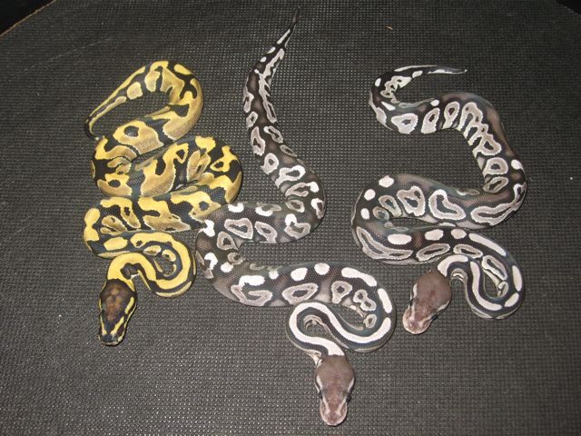 Cinny Axanthics