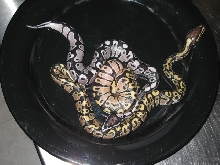 Male VPI axanthic and funky looking hets