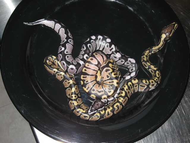 Male VPI axanthic and funky looking hets