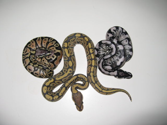 Lemon, Ghost, and Axanthic females