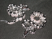 VPI Axanthic males