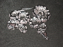 Vpi Axanthic males