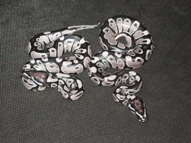Vpi Axanthic males