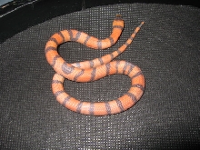 Male Hypo Het Albino  9/25/07