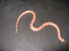 Female Hypo Het. Albino    9/25/07