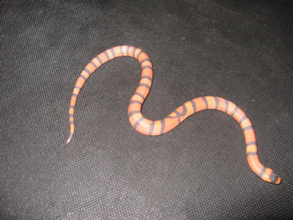 Female Hypo Het. Albino    9/25/07