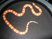 Proven Male Hybino  "05"