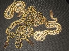 Enchi X Mojave Clutch