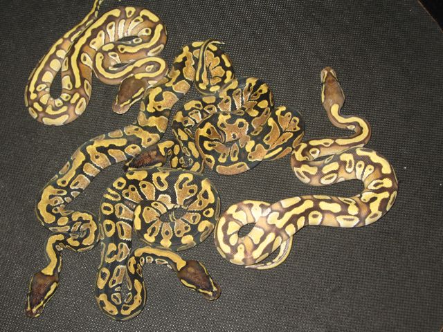 Enchi X Mojave Clutch