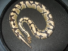 Sweet Banded Het. Axanthic Female