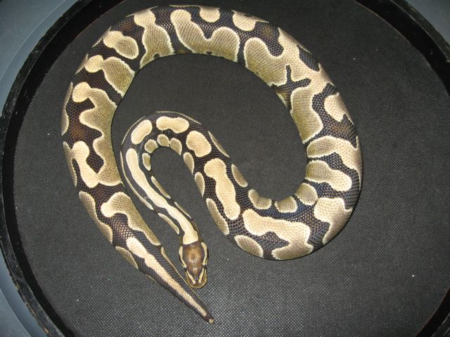 Sweet Banded Het. Axanthic Female