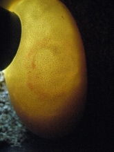 Candled egg with poor vein development