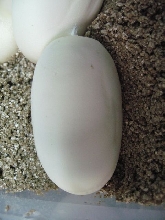 Same Egg That Was Candled In Normal Light
