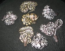 lemon/mojave axanthic clutch