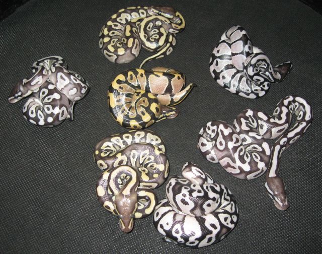 lemon/mojave axanthic clutch
