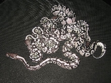 Pastave axanthic clutch vpi