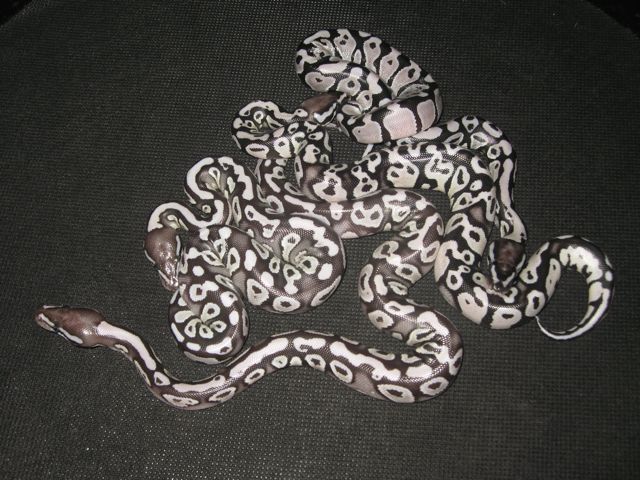 Pastave axanthic clutch vpi