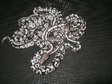 pastave axanthic clutch vpi