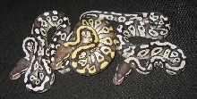 Axanthic mojave