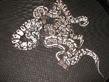 Pastave axanthic clutch vpi