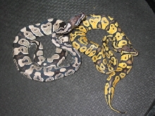 vpi axanthic and lemon pastel
