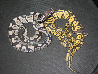 vpi axanthic and lemon pastel