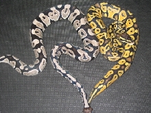 vpi axanthic and lemon pastel