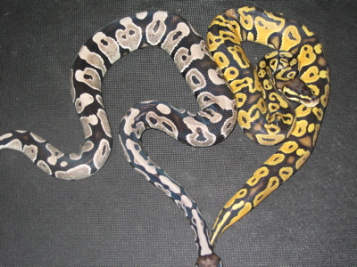vpi axanthic and lemon pastel