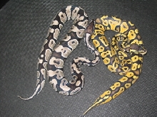 vpi axanthic and lemon pastel
