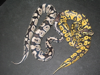 vpi axanthic and lemon pastel