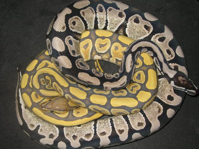Axanthic(VPI) and ghost
